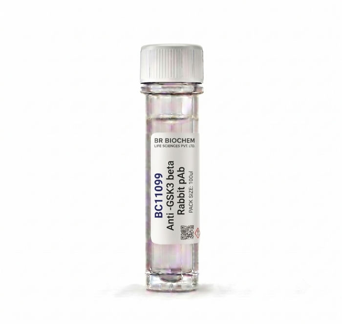 Anti-GSK3 beta Rabbit Polyclonal Antibody BC11099 100ul