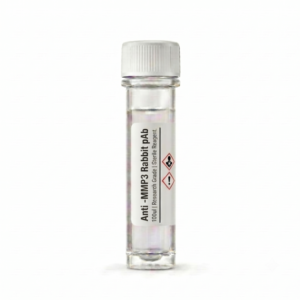 Anti-MMP3 Rabbit Polyclonal Antibody 100ul BC11131