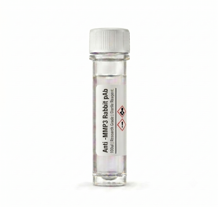 Anti-MMP3 Rabbit Polyclonal Antibody 100ul BC11131