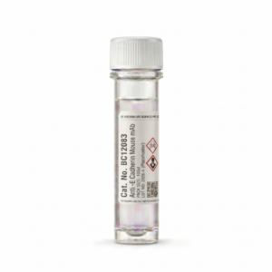 Anti-E Cadherin Mouse mAb BC12083 100ul
