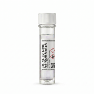 Anti-VCAM1 Rabbit Polyclonal Antibody 100ul BC113498