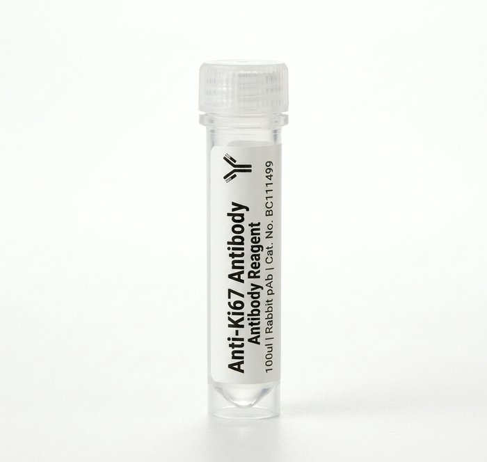 Anti-Ki67 Rabbit Polyclonal Antibody 100ul BC111499