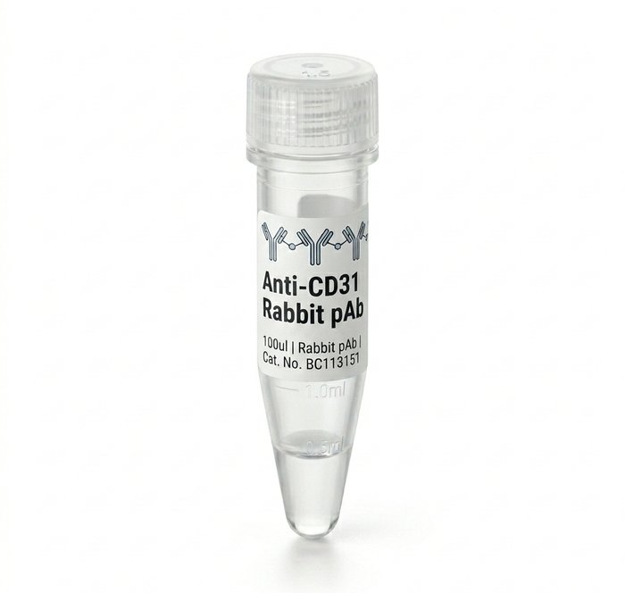 Anti-CD31 Rabbit Polyclonal Antibody BC113151 100ul