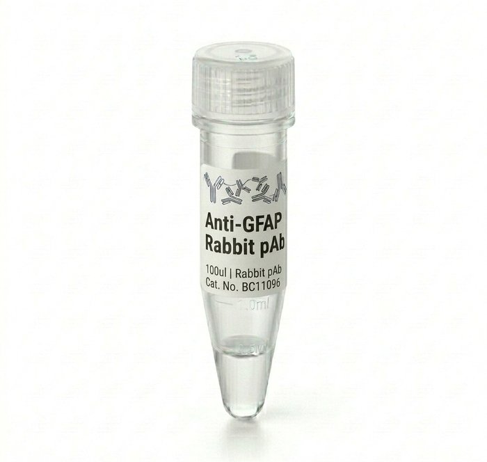 Anti-GFAP Rabbit Polyclonal Antibody 100ul BC11096