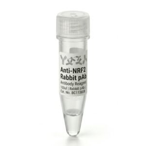 Anti-NRF2 Rabbit Polyclonal Antibody 100ul