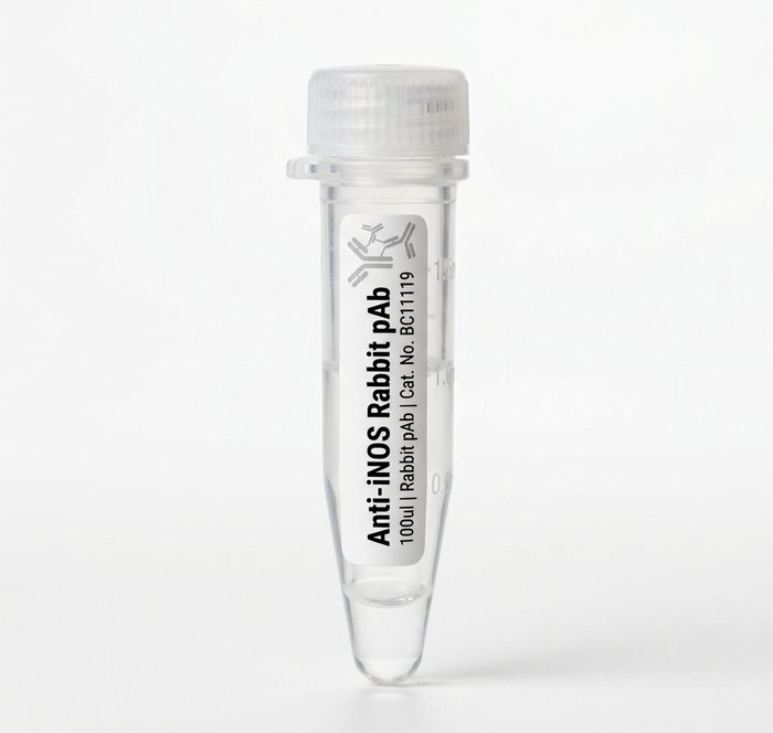 Anti-iNOS Rabbit Polyclonal Antibody - 100ul