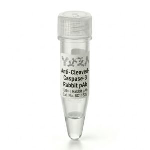 Anti-Cleaved-Caspase-3 Rabbit pAb (100ul) - BC11532