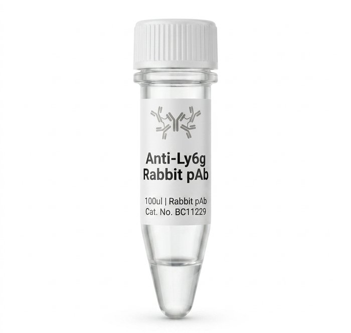 Anti-Ly6g Rabbit Polyclonal Antibody 100ul BC11229