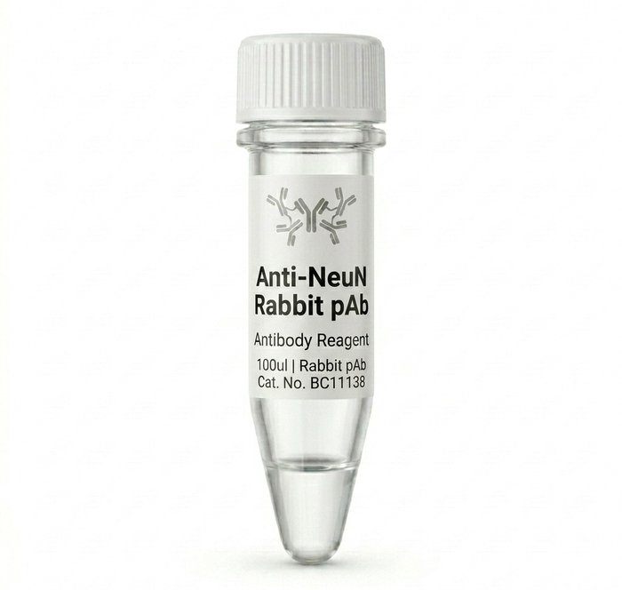 Antibodies