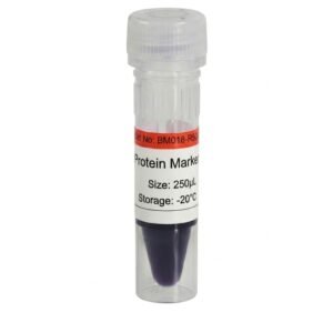 BM018-R500 Orange Prestained Protein Marker II 250ul x 2