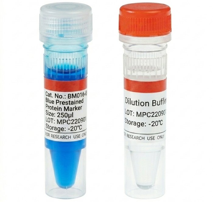 Orange Prestained Protein Marker BM016-R500 (500ul Total)
